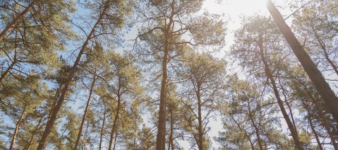 wineo Laminatboden Nachhaltigkeit Wald Bäume Holz Natur